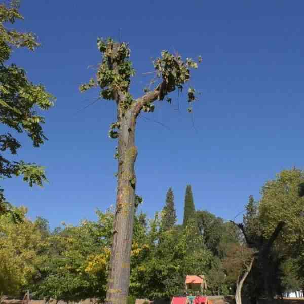 Han rebrotado los tilos trasplantados desde la calle Toledo a otras zonas verdes de Manzanares
