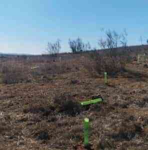Dañan plantación de encinas en la Sierra de San Isidro en Miguelturra