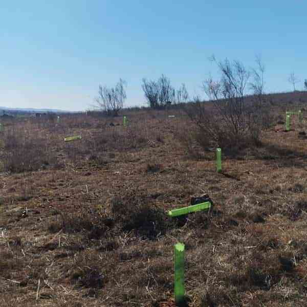 Dañan plantación de encinas en la Sierra de San Isidro en Miguelturra