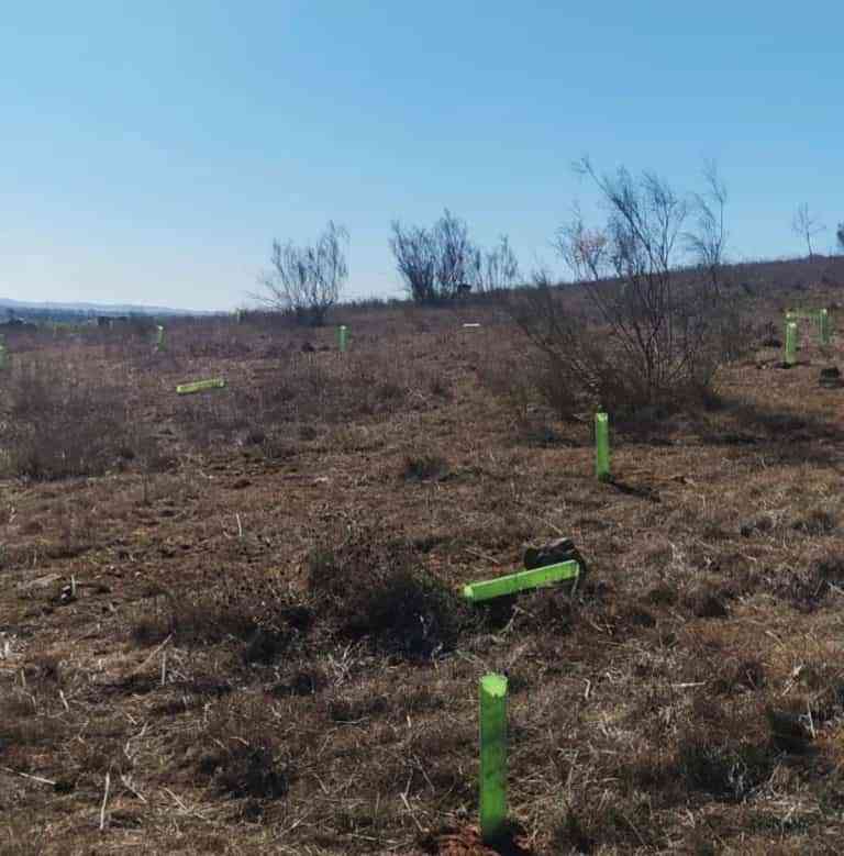 Dañan plantación de encinas en la Sierra de San Isidro en Miguelturra