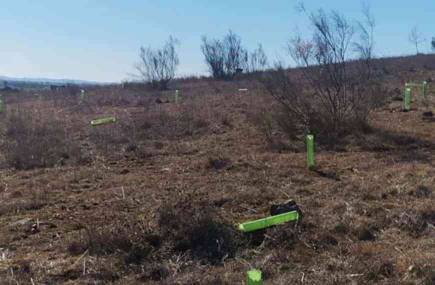 Dañan plantación de encinas en la Sierra de San Isidro en Miguelturra