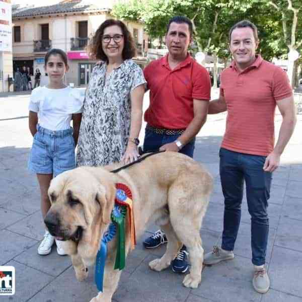 El mastín de raza española «Gil de Llanuras del Quijote» de Pascual Rojas de Miguelturra ganó el primer premio en la clasificación de la World Dog Show
