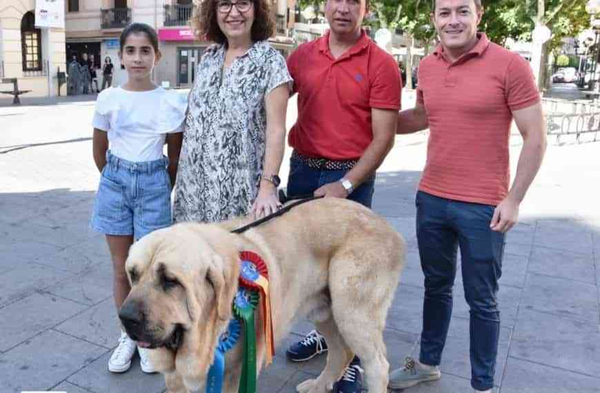 El mastín de raza española «Gil de Llanuras del Quijote» de Pascual Rojas de Miguelturra ganó el primer premio en la clasificación de la World Dog Show