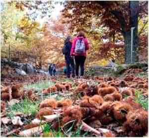 Ruta senderista de noviembre – Castañar y cerro de San Vicente (San Vicente del Real (Toledo))