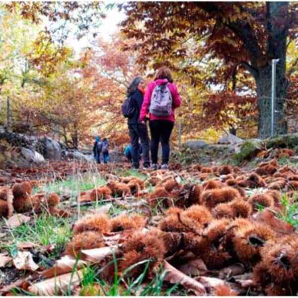 Ruta senderista de noviembre – Castañar y cerro de San Vicente (San Vicente del Real (Toledo))