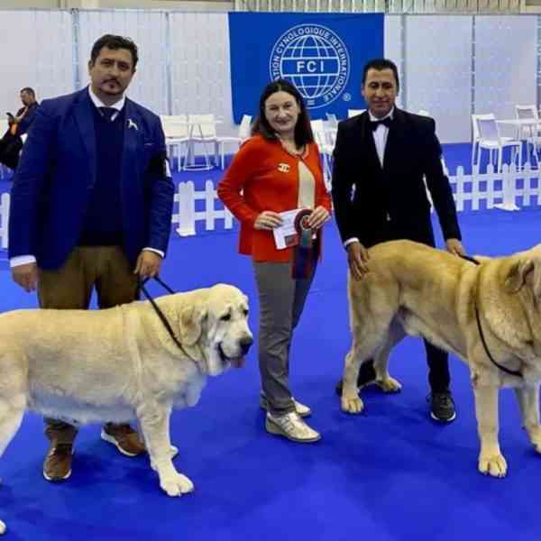 2 mastines españoles criados en Miguelturra “Gil” y “Luna” Campeones Internacionales en la CPC Winner 2022 Qualif Crufts