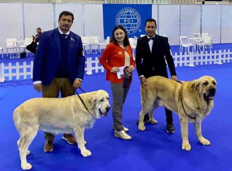 2 mastines españoles criados en Miguelturra “Gil” y “Luna” Campeones Internacionales en la CPC Winner 2022 Qualif Crufts