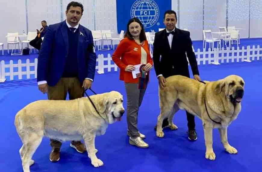 2 mastines españoles criados en Miguelturra “Gil” y “Luna” Campeones Internacionales en la CPC Winner 2022 Qualif Crufts