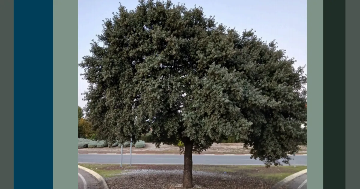 Guía de Plantación del Arbolado Urbano en Miguelturra: Ahora en Línea