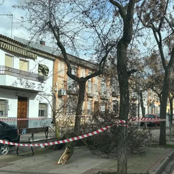 Borrasca Kristin Causa Estragos en Zonas Verdes de Miguelturra