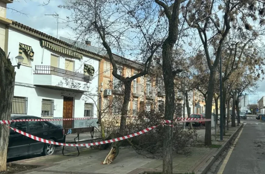 Borrasca Kristin Causa Estragos en Zonas Verdes de Miguelturra